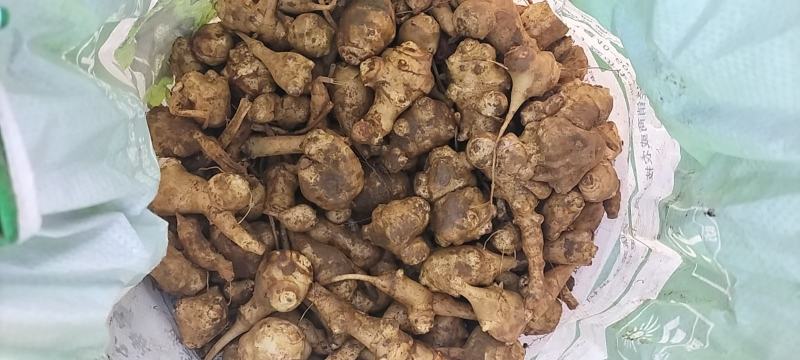 洋姜，鬼子姜，鬼姜，批发有收的联系我