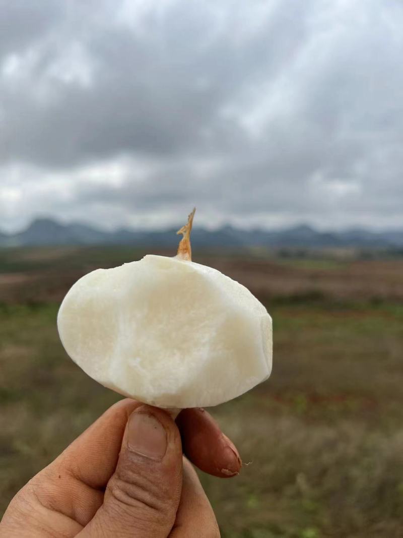 云南文山凉薯。红土地凉薯招云南当地代卖。一年四季都有货