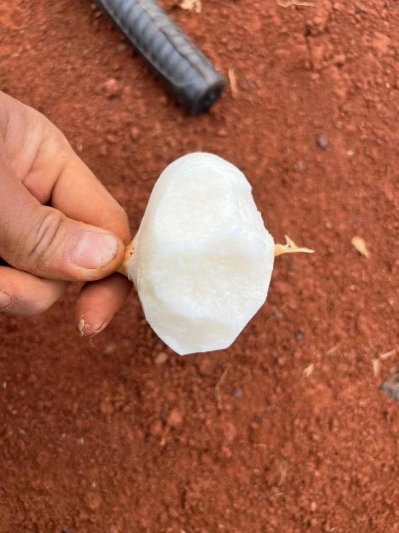 云南文山凉薯。红土地凉薯招云南当地代卖。一年四季都有货