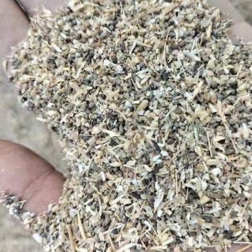 草籽麦