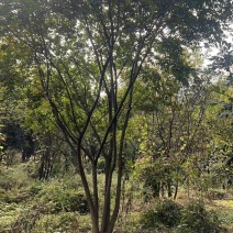【丛生朴树】原生丛生朴树常年供应基地直发量大从优