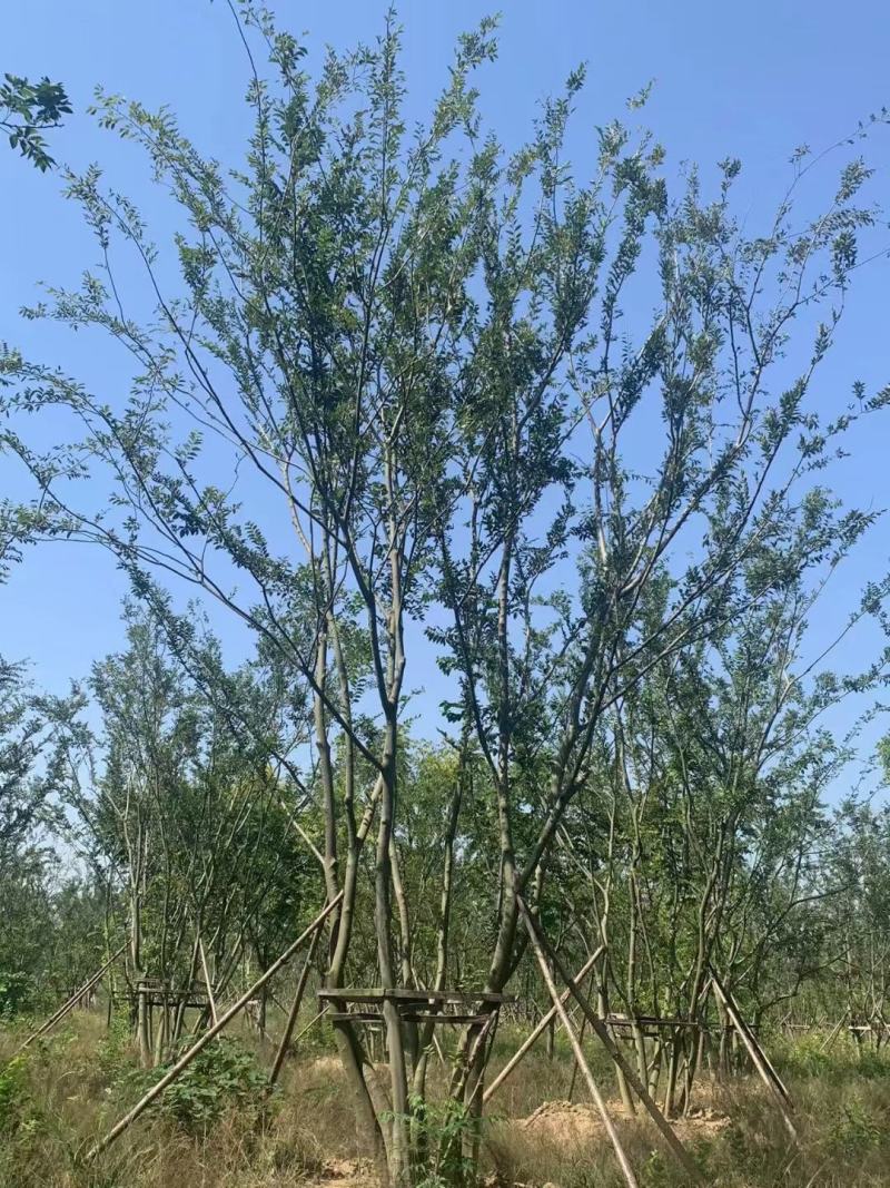 【丛生朴树】原生丛生朴树常年供应基地直发量大从优