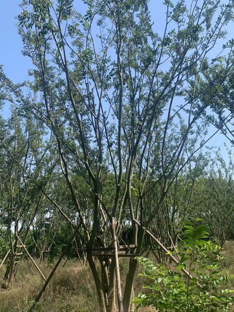 【丛生朴树】原生丛生朴树常年供应基地直发量大从优