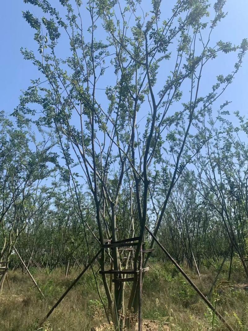 【丛生朴树】原生丛生朴树常年供应基地直发量大从优