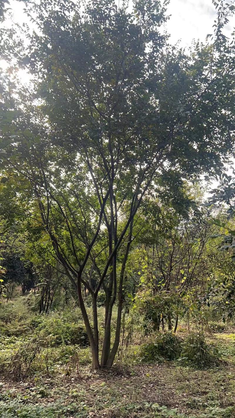 【丛生朴树】原生丛生朴树常年供应基地直发量大从优