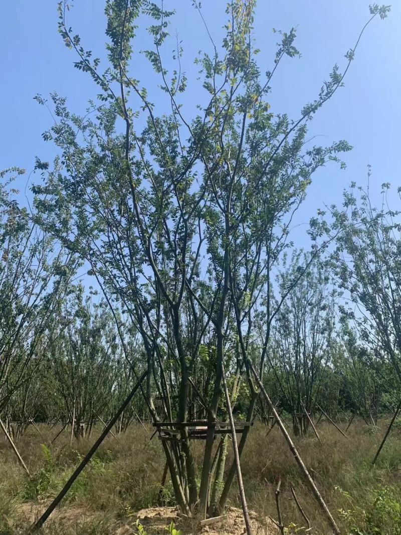 【丛生朴树】原生丛生朴树常年供应基地直发量大从优