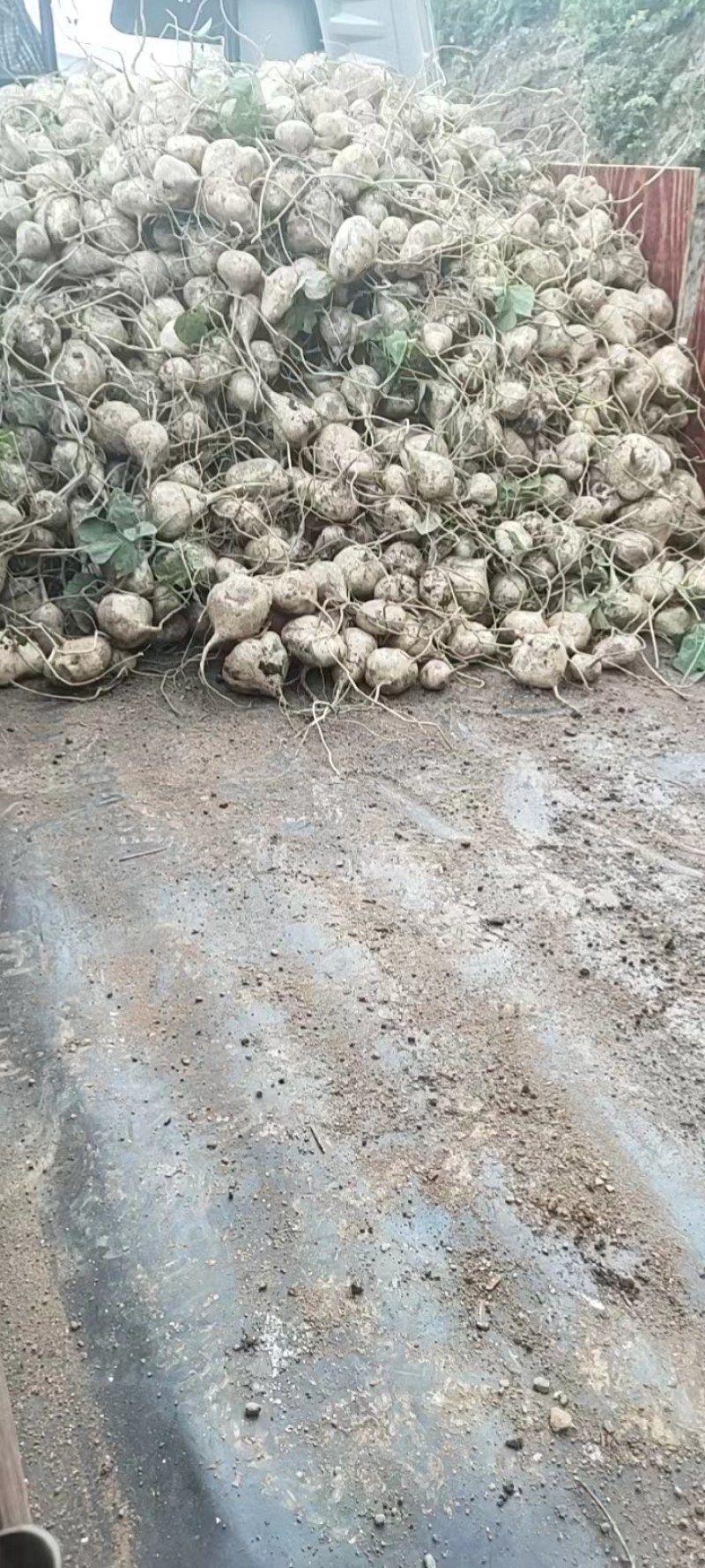 土瓜