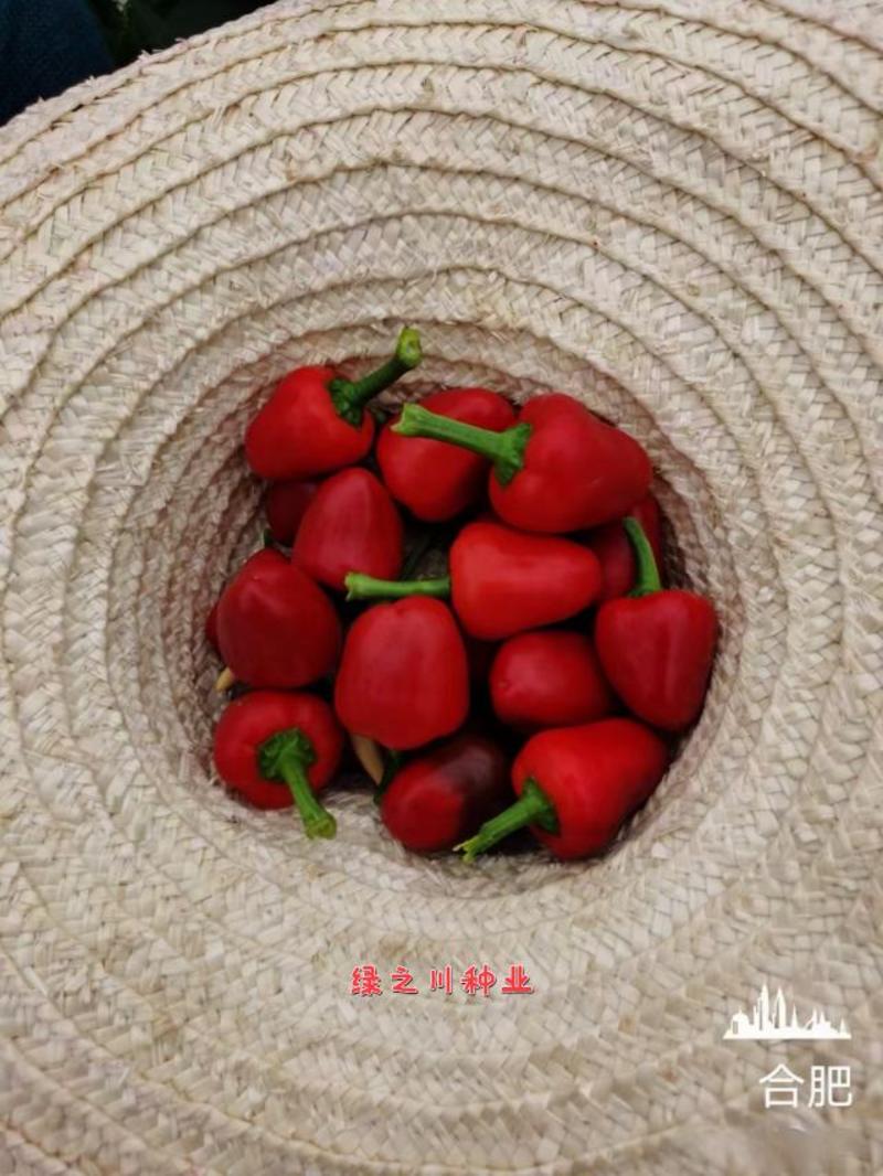 萧新圆明珠草莓椒种子辣味浓烈，加工干制腌制红辣椒种子