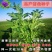 籽紫花苜蓿种子种子牧草种子种植户大面积种植蔬菜种子