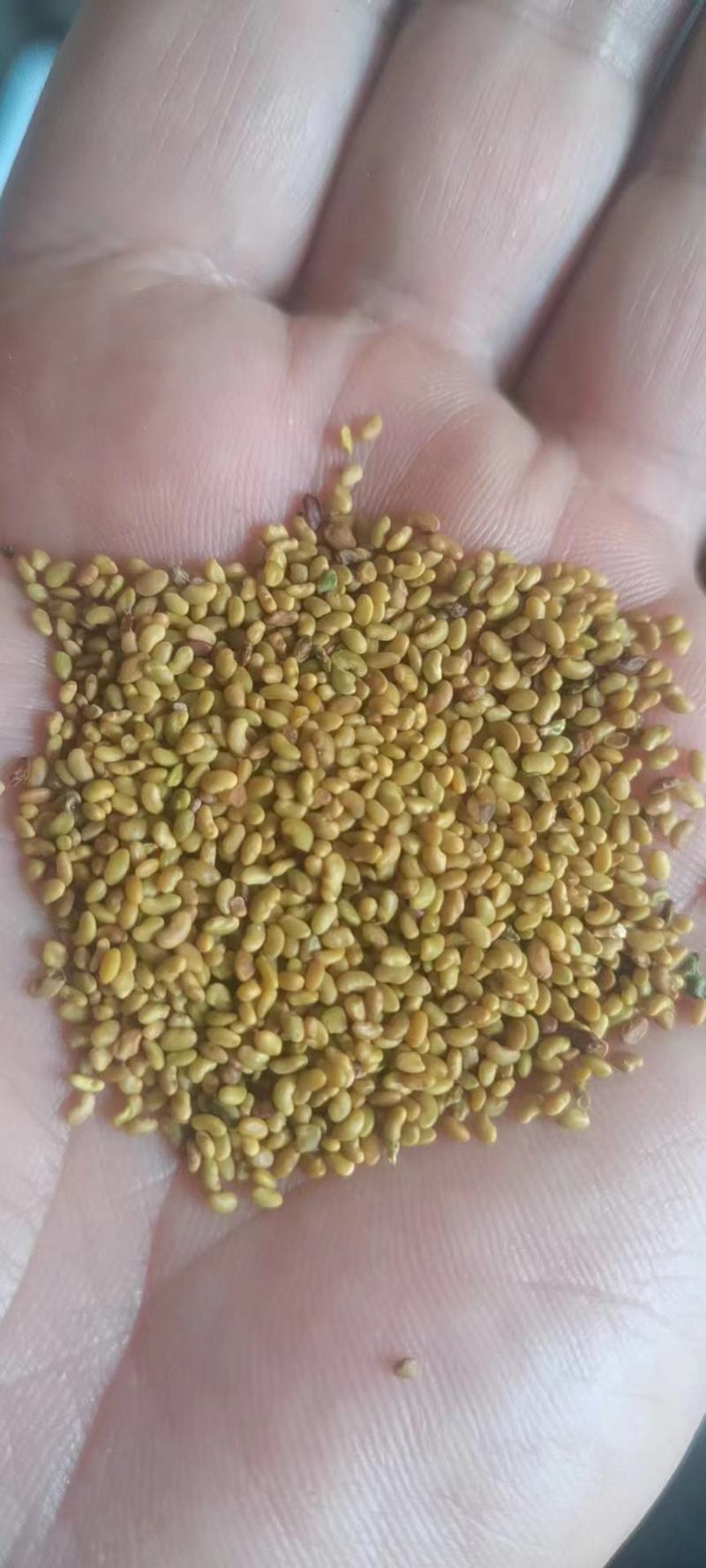 籽紫花苜蓿种子种子牧草种子种植户大面积种植蔬菜种子