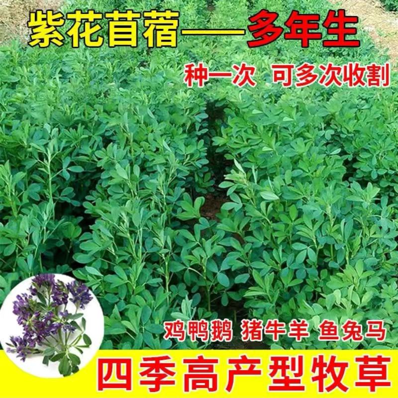 籽紫花苜蓿种子种子牧草种子种植户大面积种植蔬菜种子