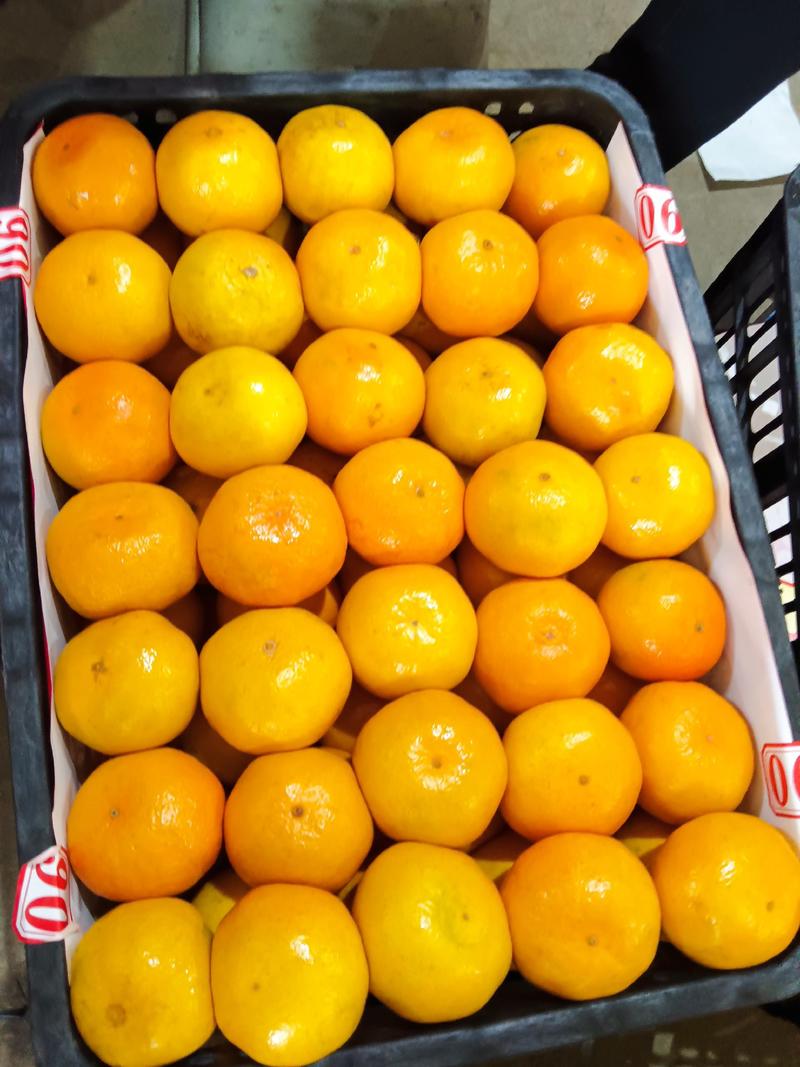 湖北特早蜜橘大量上市欢迎新老顾客前来洽谈合作