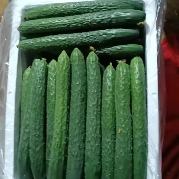 徐闻新苗青瓜大量上市中，货靓价低