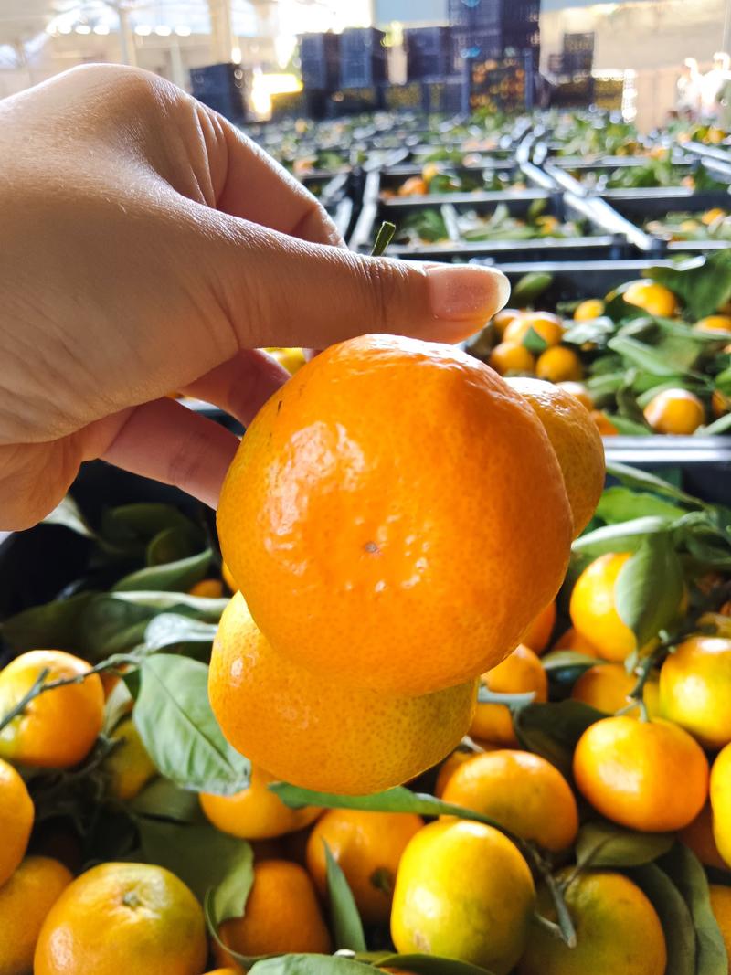 湖北特早蜜橘大量上市，洗果打蜡一条龙服务，欢迎老板咨询。
