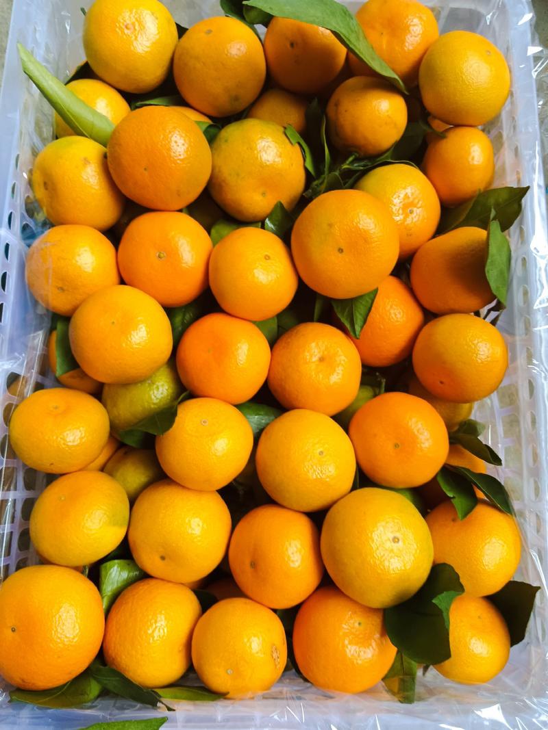 湖北特早蜜橘大量上市，洗果打蜡一条龙服务，欢迎老板咨询。