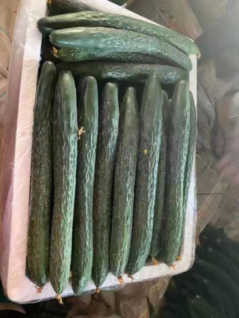 徐闻新苗青瓜大量上市中，货靓价低