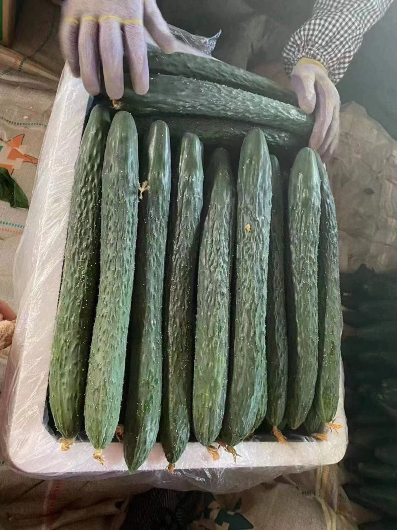 徐闻新苗青瓜大量上市中，货靓价低