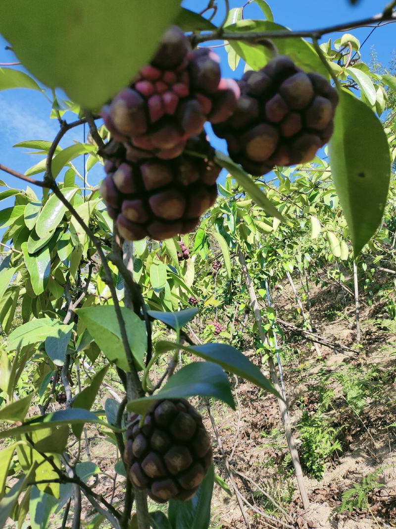 桂林鲜果布福娜
