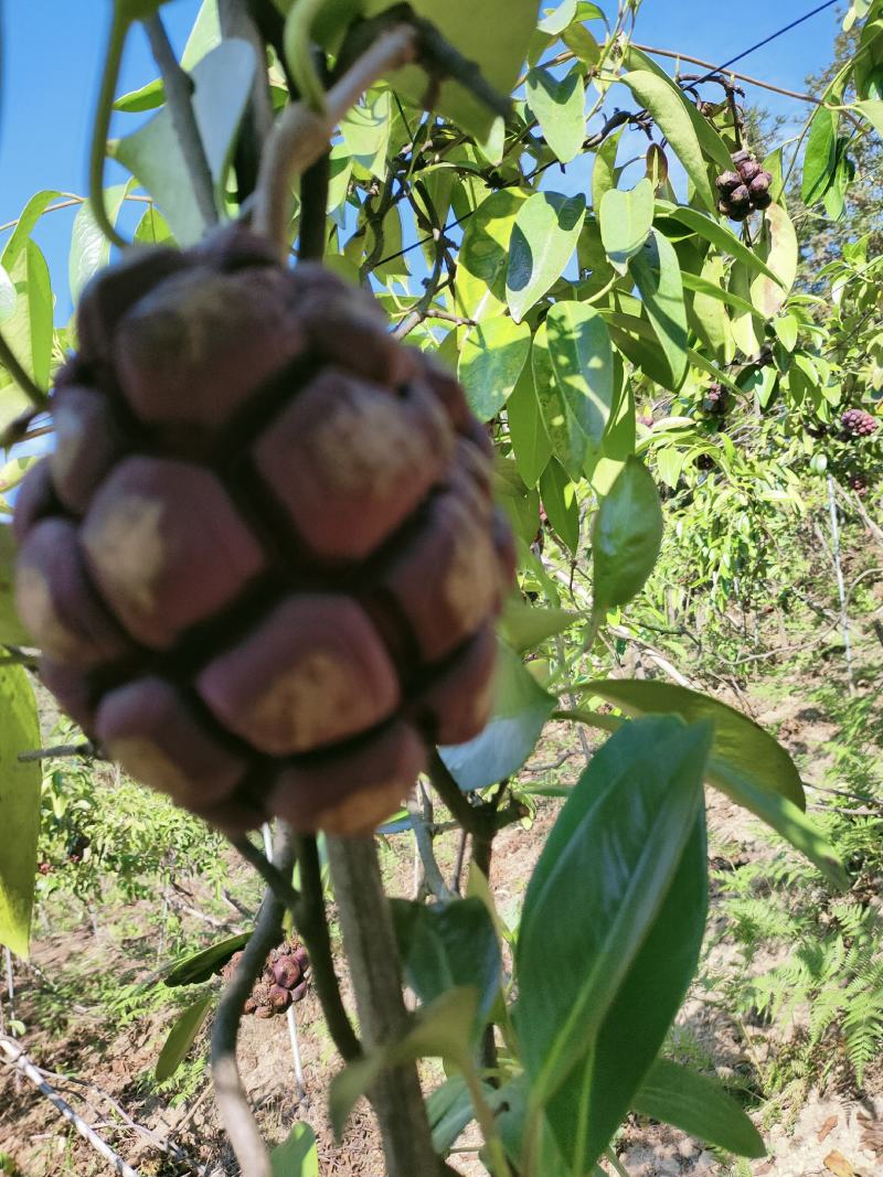 桂林鲜果布福娜