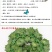 仿真爬山虎叶仿真叶长青藤蔓批发