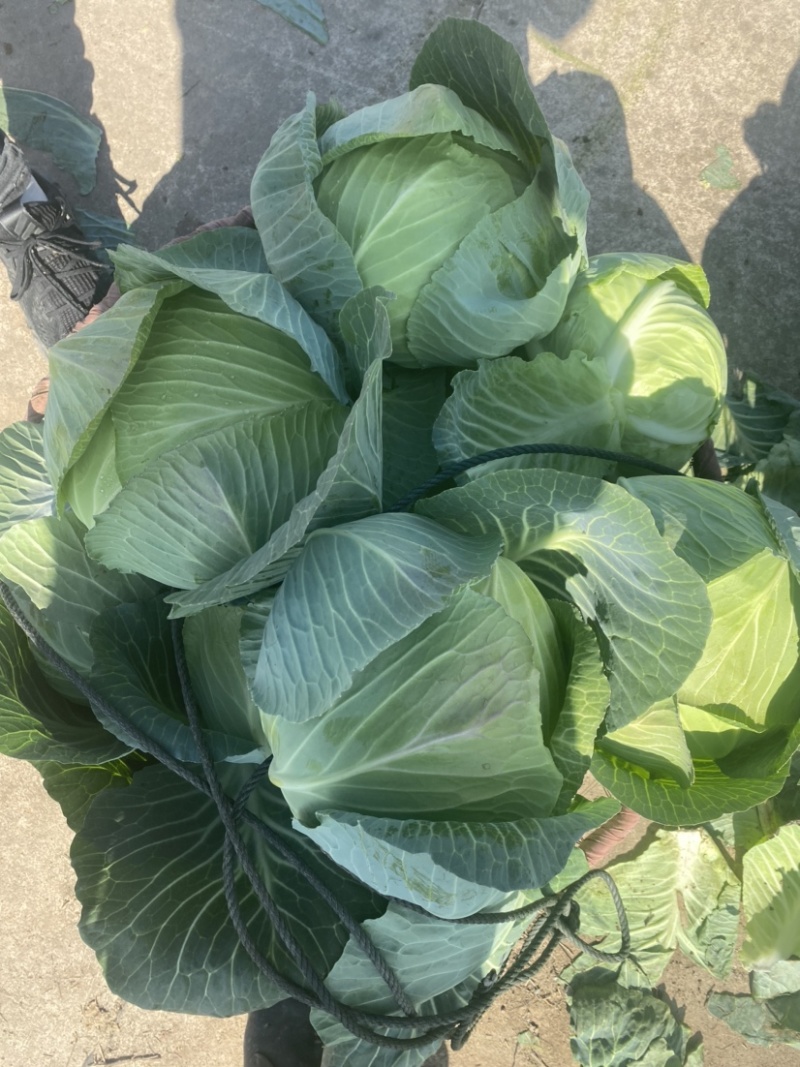 湖北奥奇娜扁包菜产地直发可供商超市场加工厂