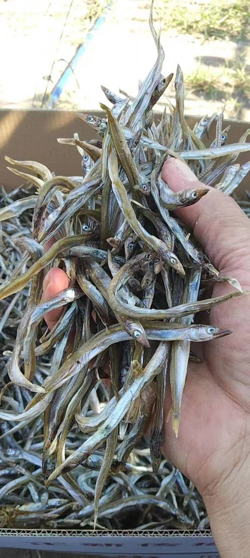熟银针鱼干生晒银针鱼干面条鱼干熟干淡干淡口鱼干