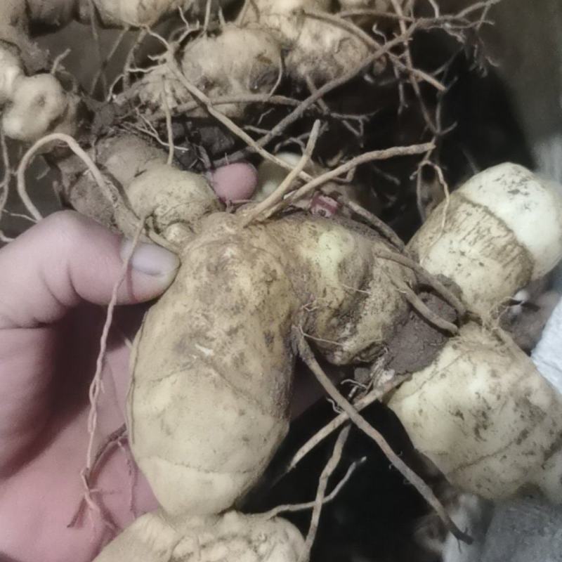 鲜货正宗云南滇黄精