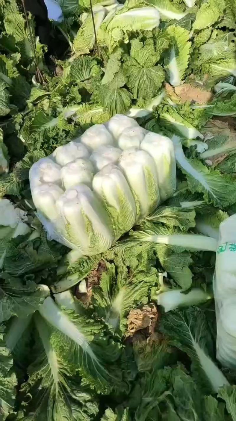 【推荐】山东白菜北京新三号4~6斤净菜规格齐全产地直发