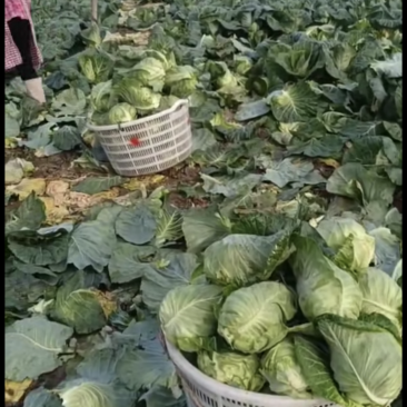 自己种的正品牛心菜，不大不小刚好。。。。。