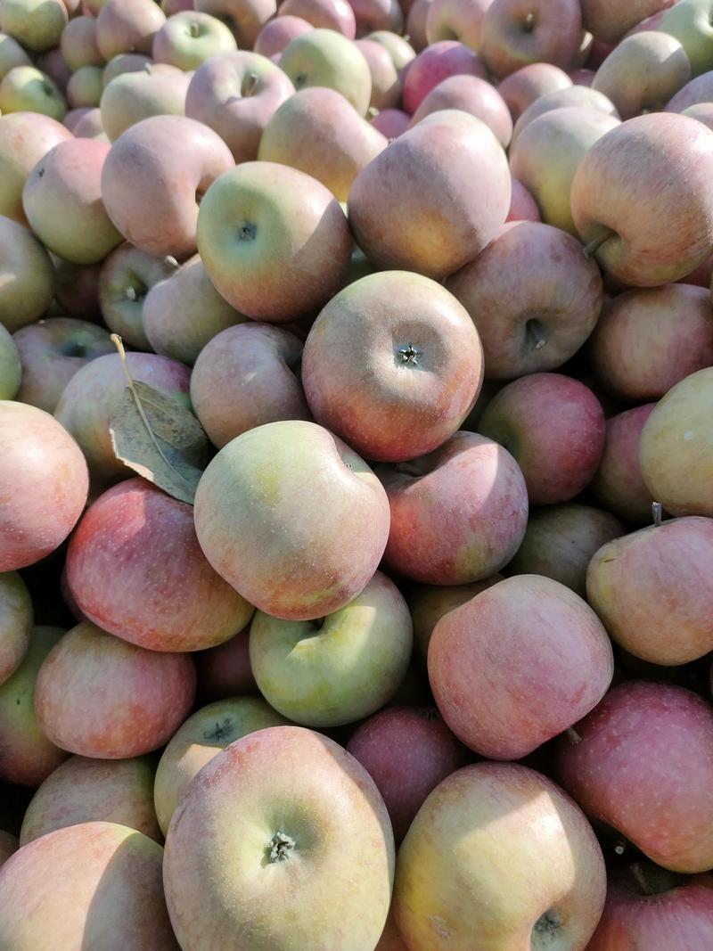 青龙小国光苹果批发产地货源各种等级国光苹果