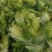 优质娃娃菜大量上市，质量好，价格低，货源充足，代发全国。