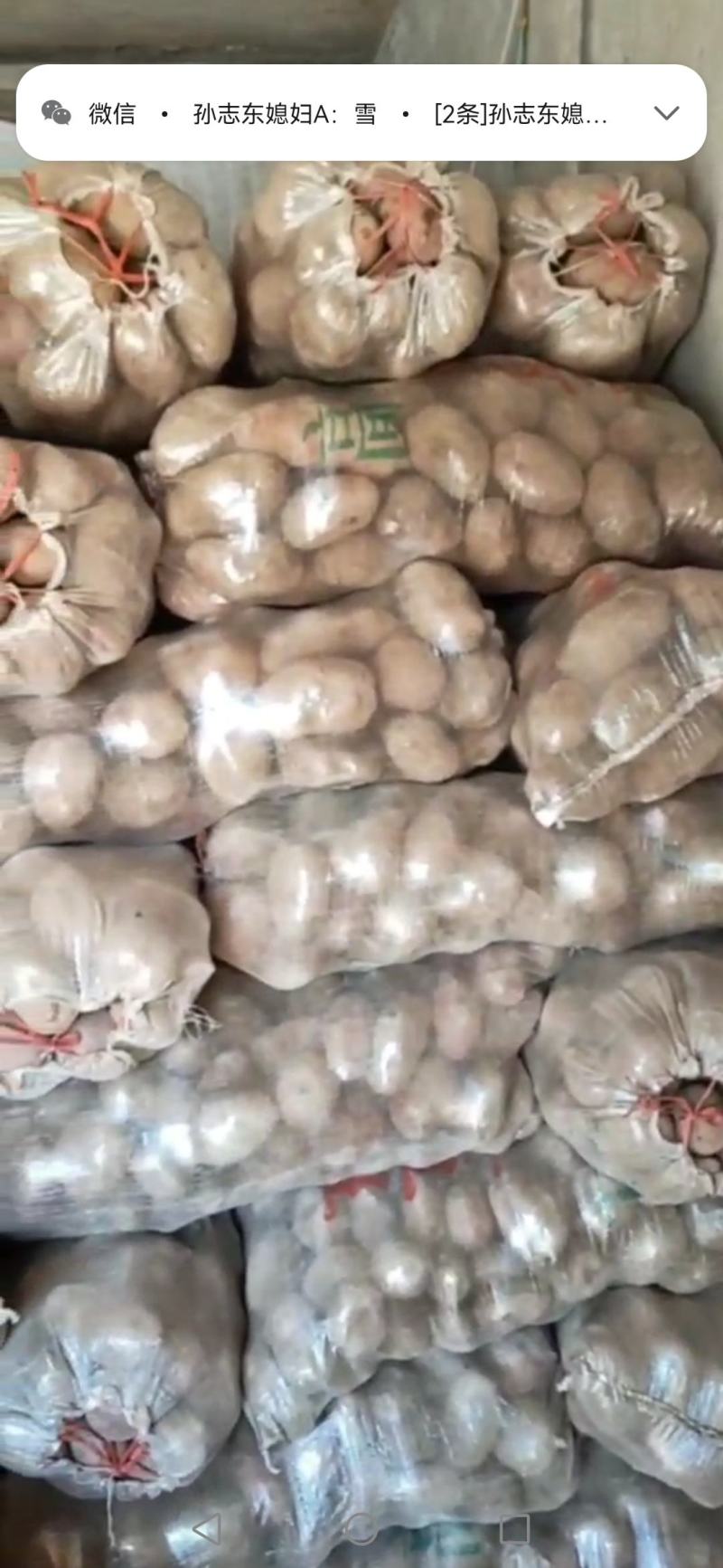 青薯9号精品土豆，4两起步一手货源，基地直发