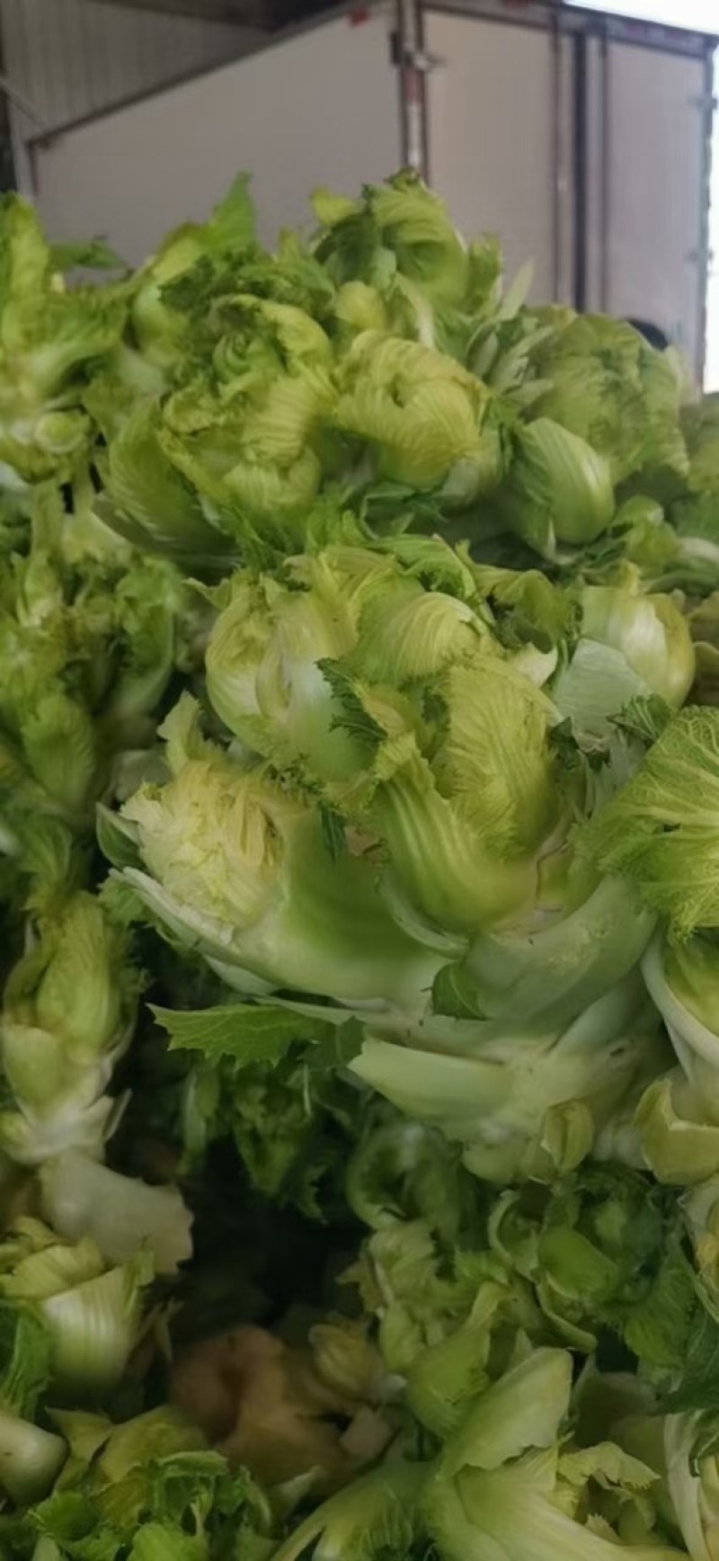 优质娃娃菜大量上市，质量好，价格低，货源充足，代发全国。