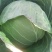甘蓝.球叶翠绿.叶质脆嫩紧实.品质优价格便宜货源充足。