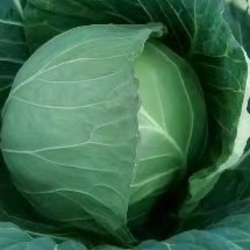 甘蓝.球叶翠绿.叶质脆嫩紧实.品质优价格便宜货源充足。