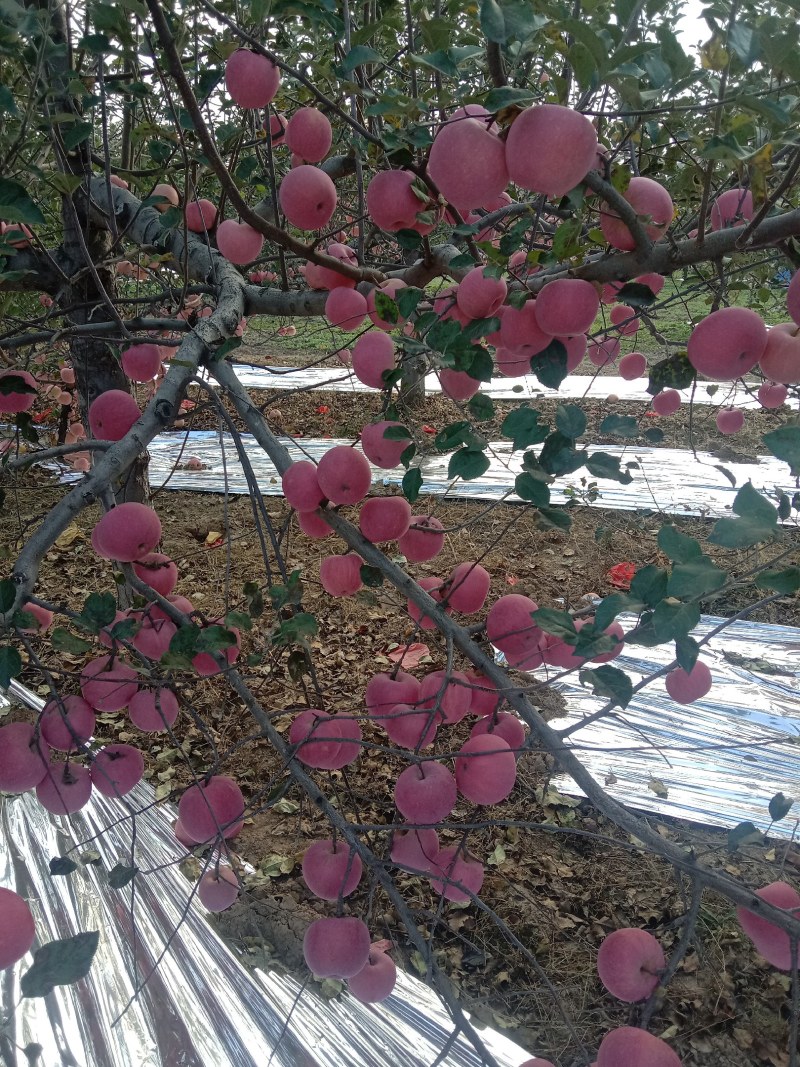 延川红富士苹果