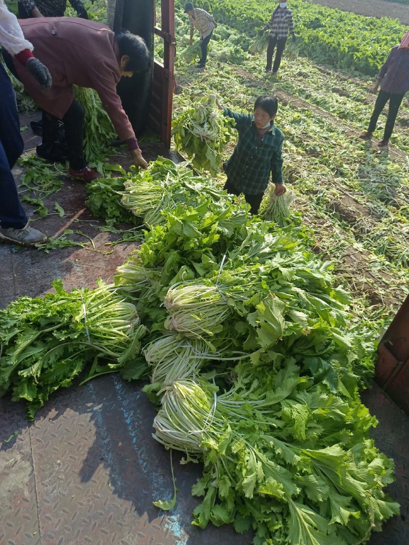 雪里红基地2022年新品上市(市场货，商超，电商加工厂)