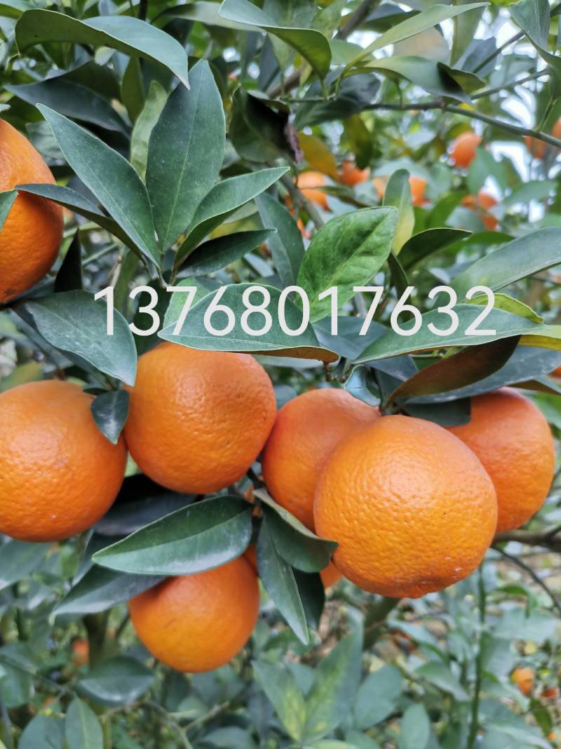 红江橙成熟期已到，皮色亮丽，爽甜可口，是一个美味的果品。