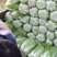 优质大白菜大量上市，质量好，价格低，货源充足，代发全国。