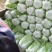 优质大白菜大量上市，质量好，价格低，货源充足，代发全国。