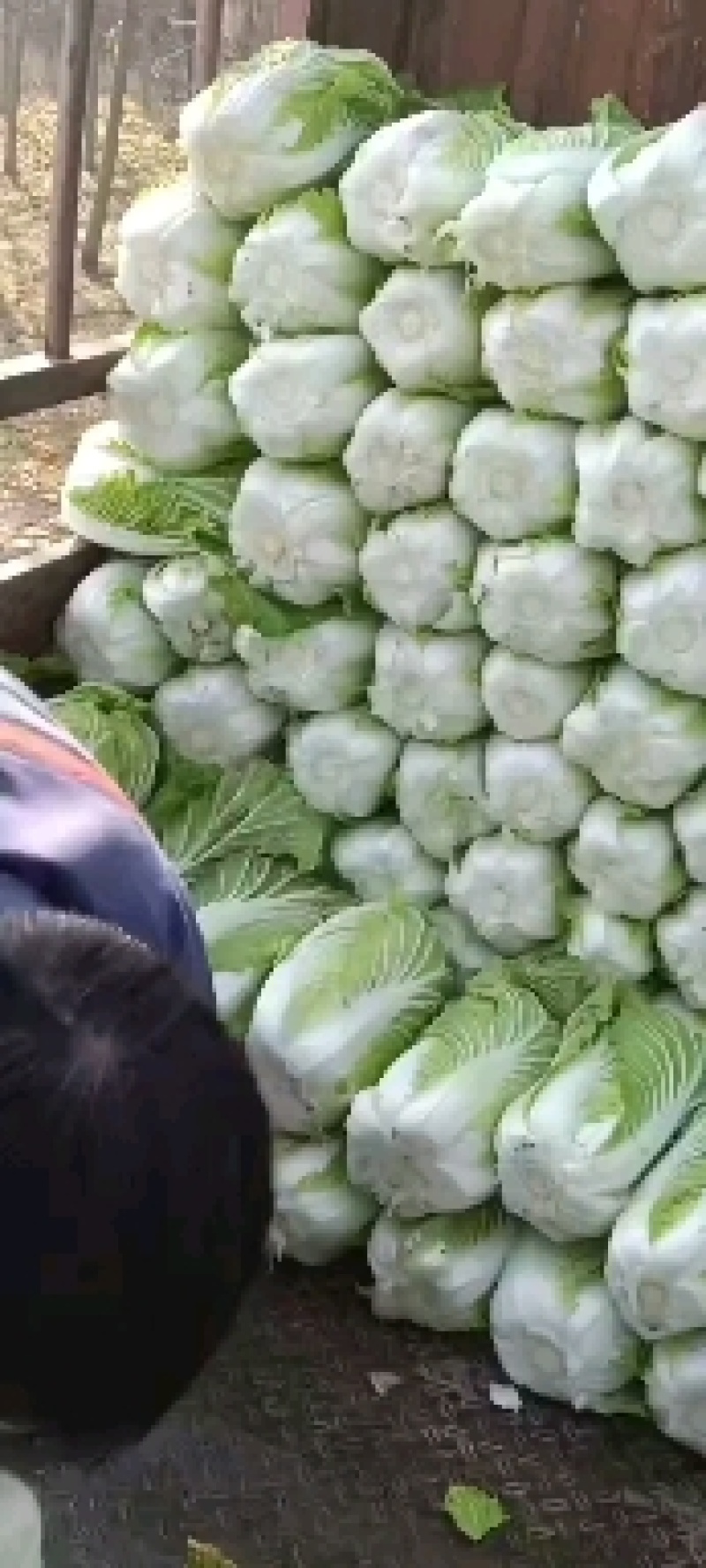 优质大白菜大量上市，质量好，价格低，货源充足，代发全国。