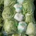 优质大白菜大量上市，质量好，价格低，货源充足，代发全国。