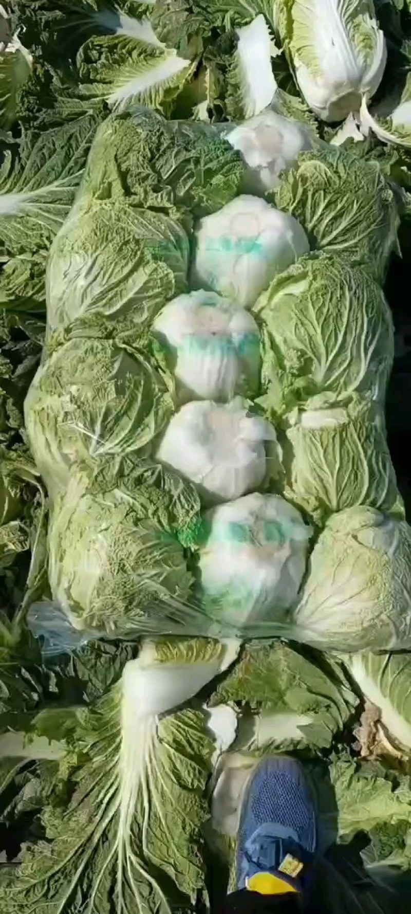 优质大白菜大量上市，质量好，价格低，货源充足，代发全国。