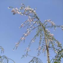 湖南垂枝樱花树苗，6-18公分原冠实生垂枝樱早樱瀑布樱