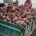 商薯19淀粉薯