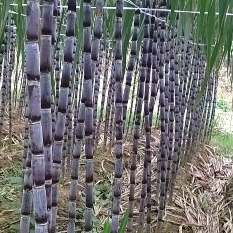 贵州甘蔗。紫色甘产地发货。一手货，货源充足，欢迎选购