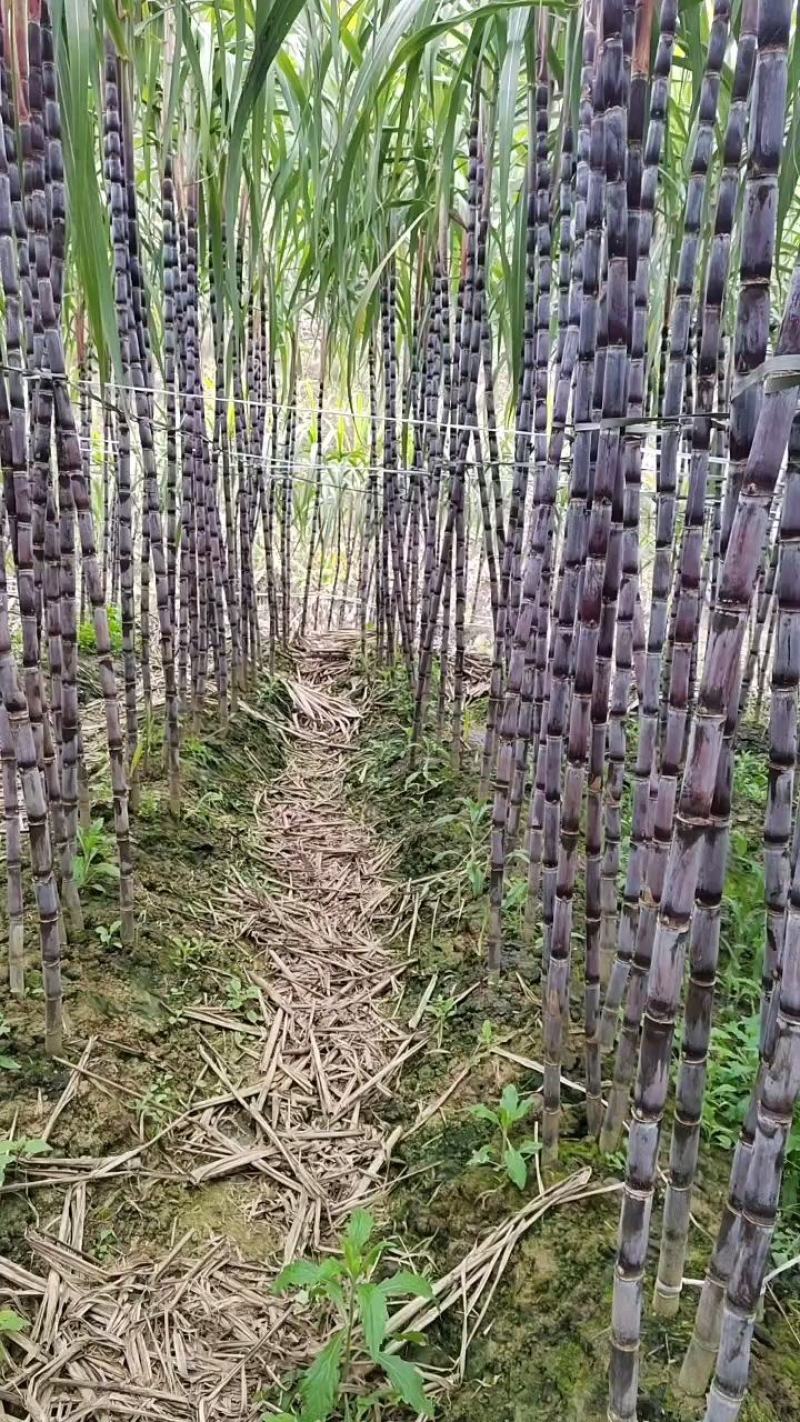 贵州甘蔗。紫色甘产地发货。一手货，货源充足，欢迎选购