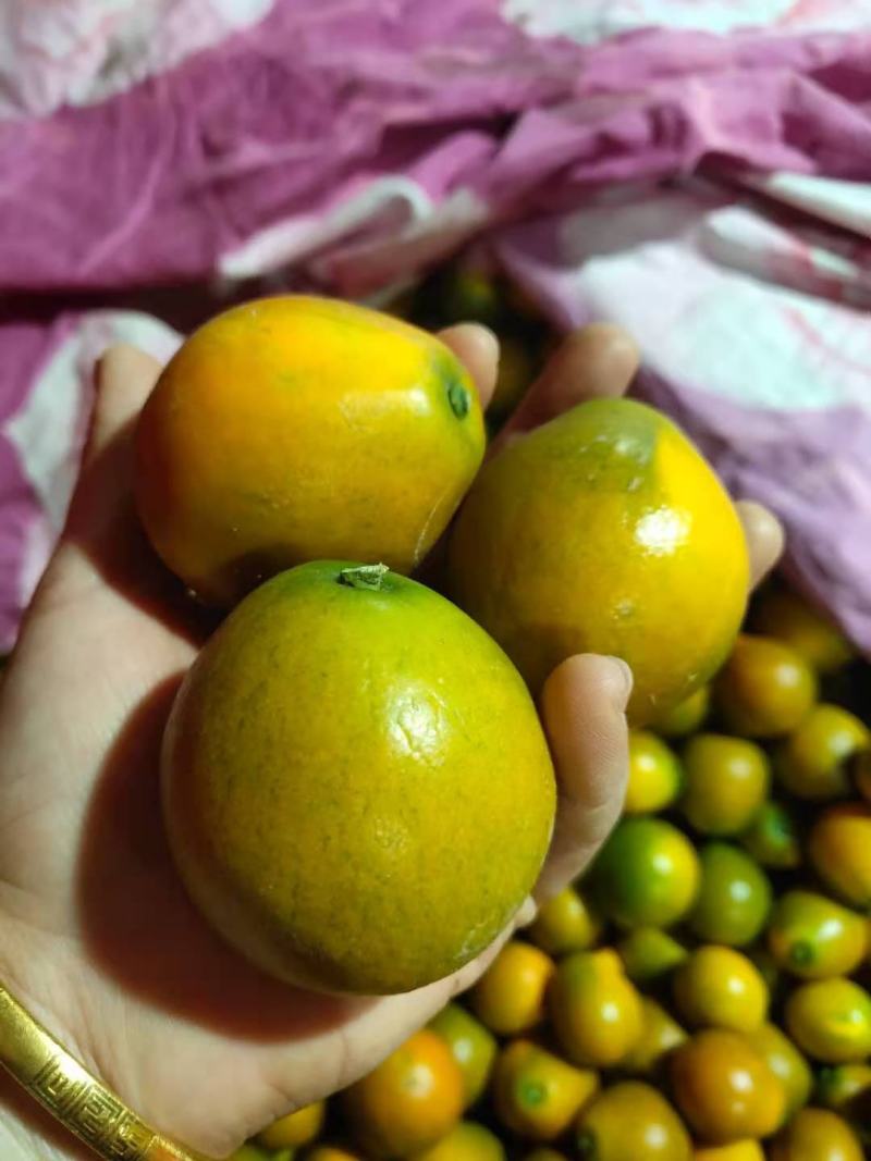 广西脆蜜，产地直发，一手货源，全国发货，可视频