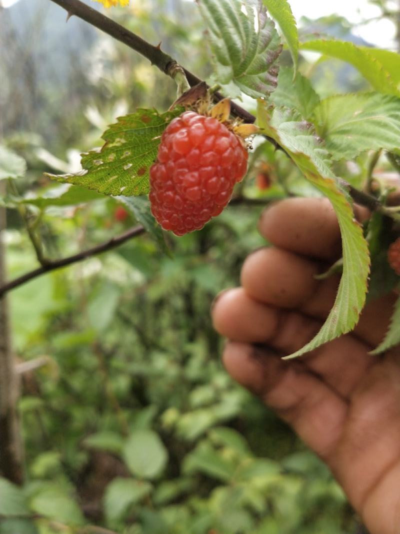 红树莓三月泡树莓水果甜果苗南方水果树苗包成活