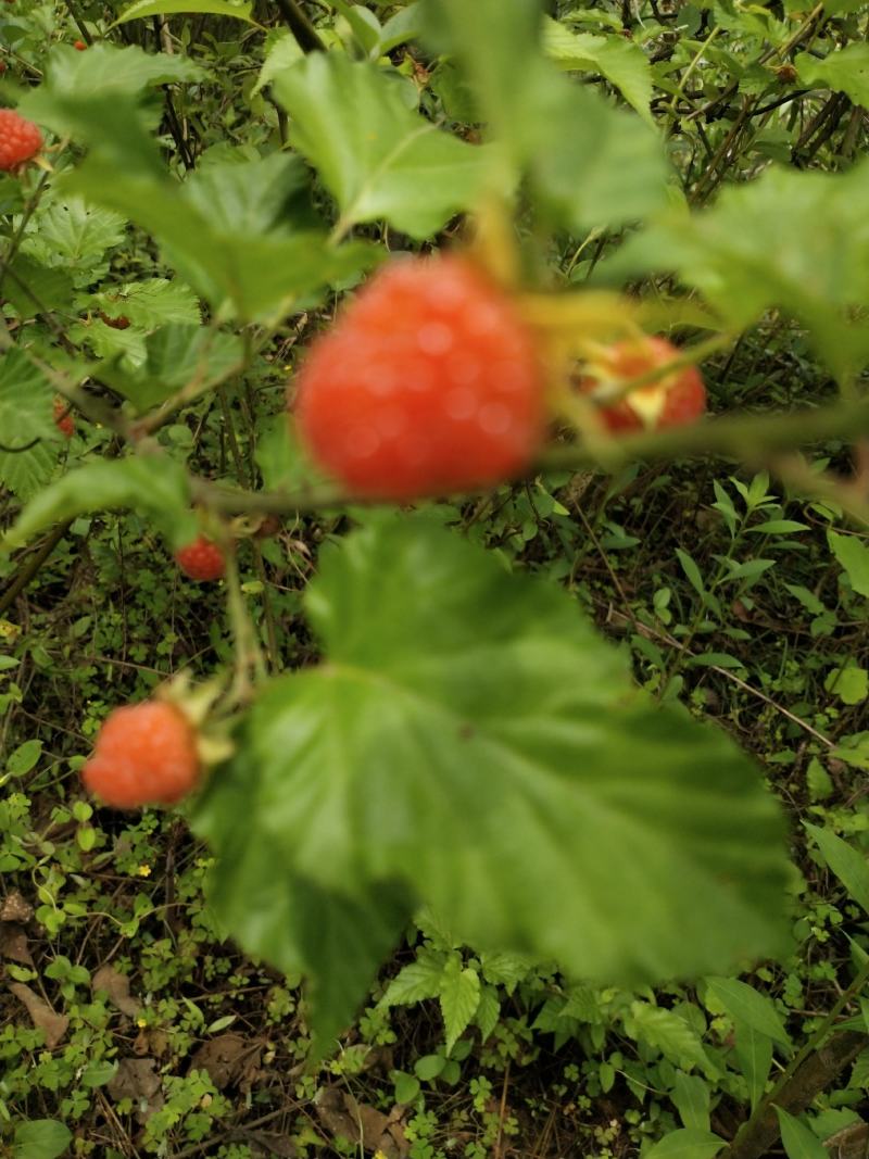 红树莓三月泡树莓水果甜果苗南方水果树苗包成活